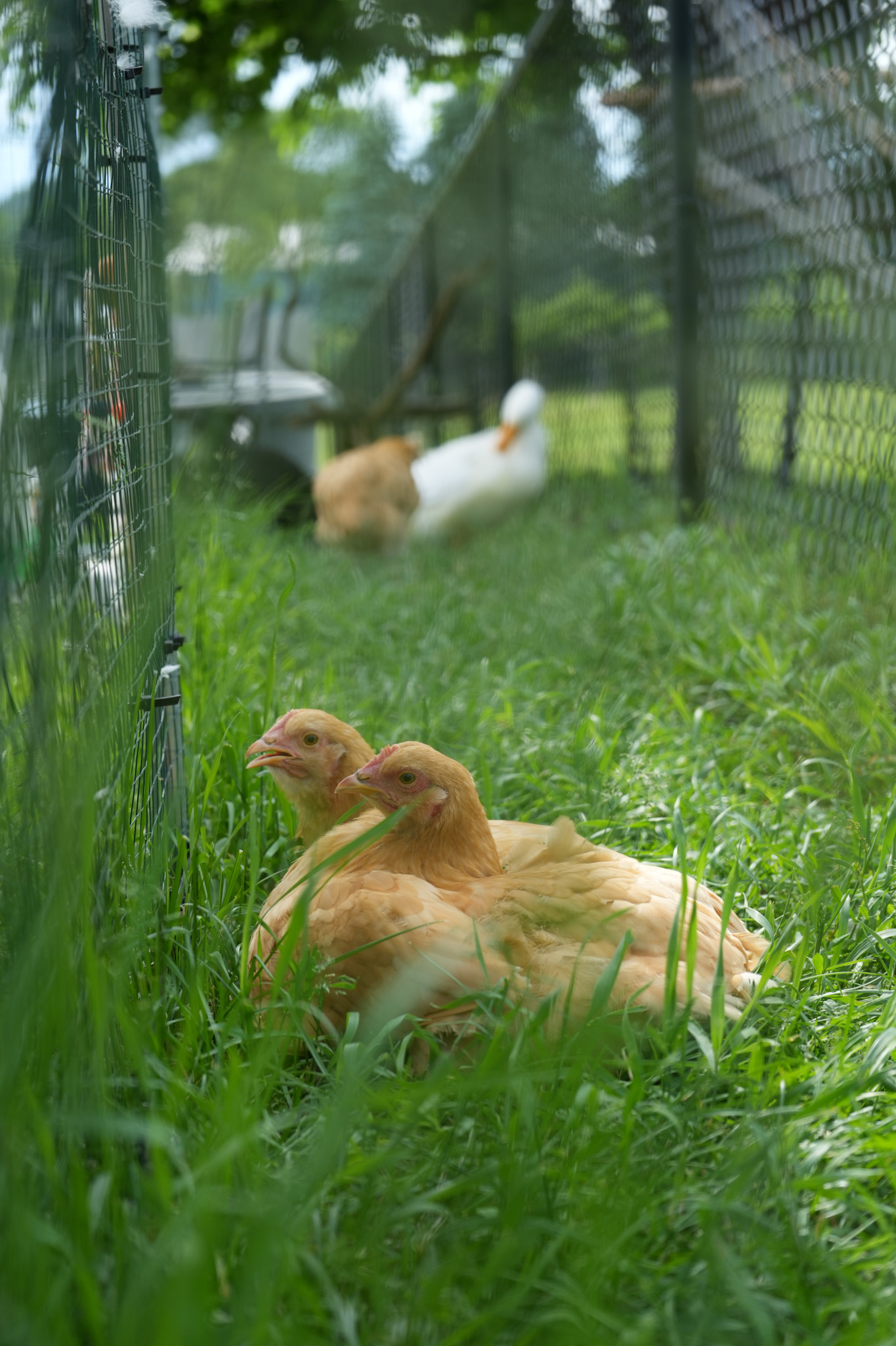 chickens lying down in summer